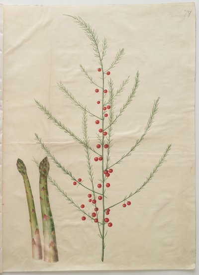 Asparagus officinalis da Johannes Simon Holtzbecker